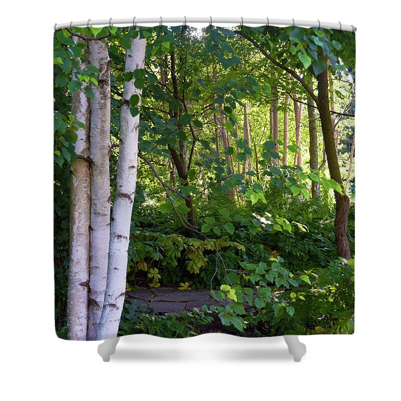 Birch Trees Shower Curtain featuring the photograph 2016 July Garden Birch Trees Along the Path by Janis Senungetuk