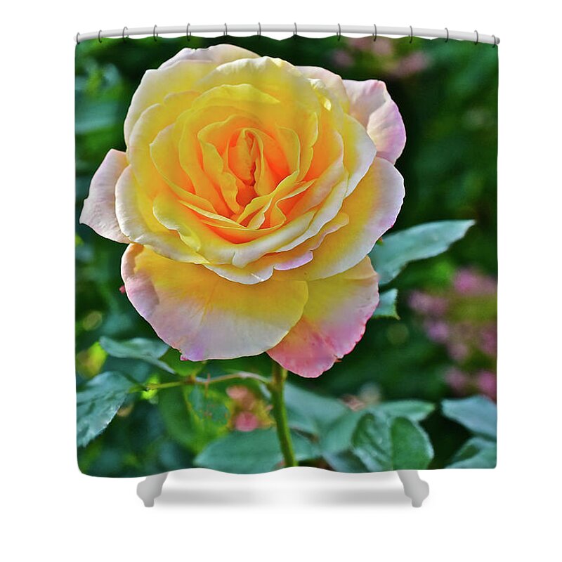 Roses Shower Curtain featuring the photograph 2016 Mid October at the Garden Day Breaker Floribunda Rose by Janis Senungetuk