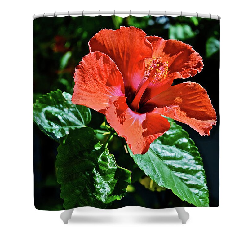 Hibiscus Shower Curtain featuring the photograph 2017 Hibiscus Study 2 by Janis Senungetuk