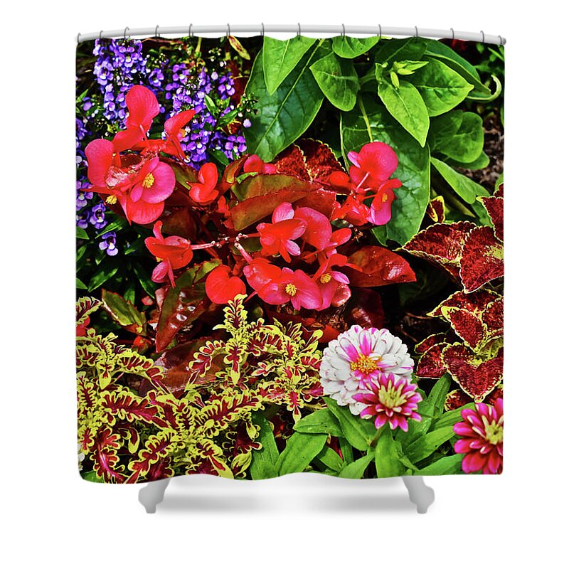 Begonia Shower Curtain featuring the photograph 2017 Mid July at the Gardens Begonia and Coleus by Janis Senungetuk