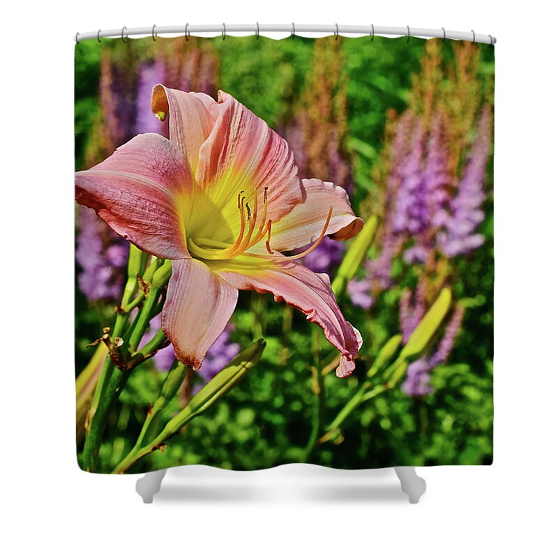 Daylilies Shower Curtain featuring the photograph 2017 Mid July at the Gardens Sunken Gardens Daylily 4 by Janis Senungetuk