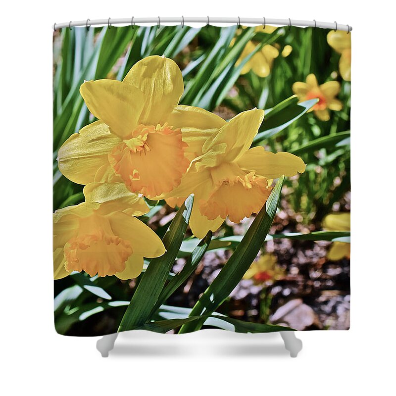 Daffodil Shower Curtain featuring the photograph 2017 Spring Gardens April Daffodils 1 by Janis Senungetuk