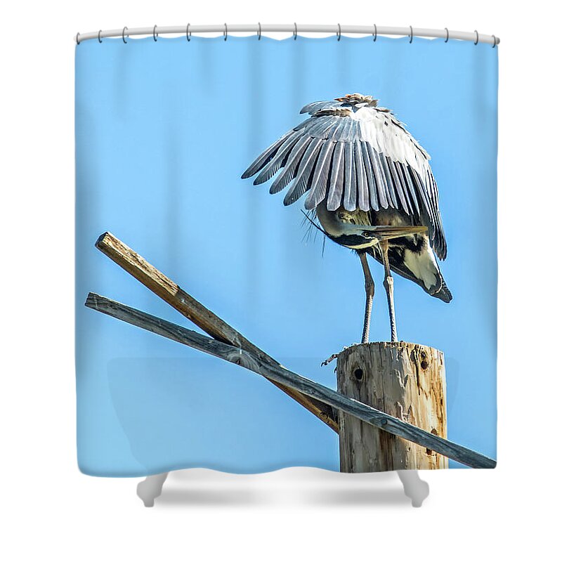 Great Shower Curtain featuring the photograph Great Blue Heron #24 by Tam Ryan