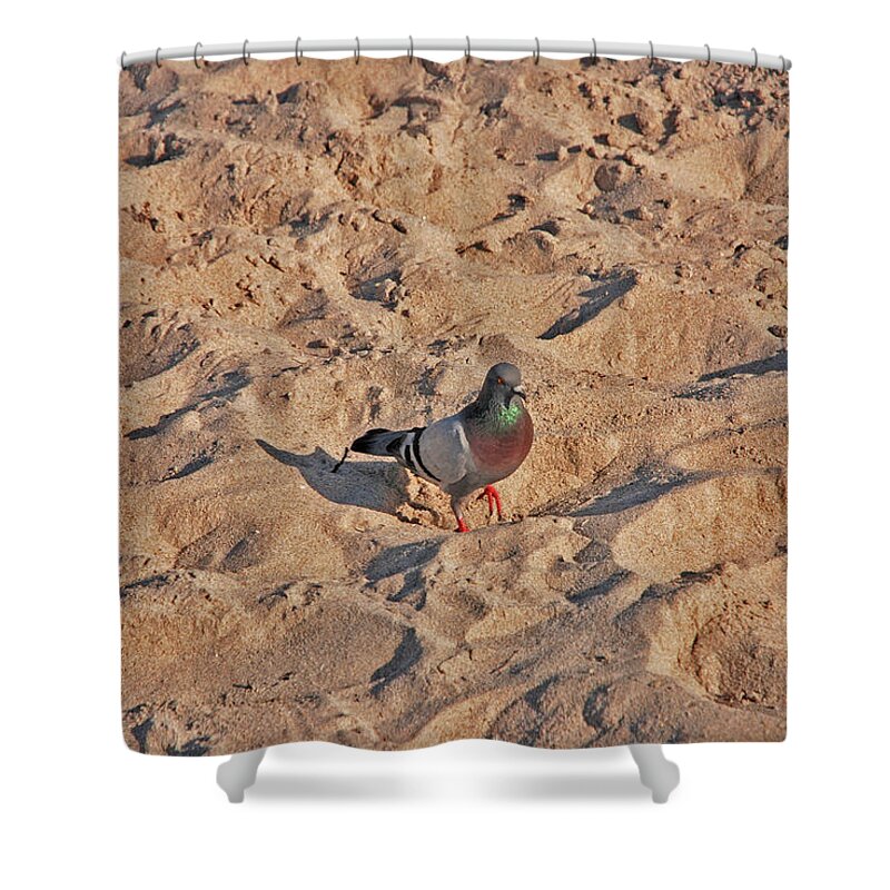 Pigeon Shower Curtain featuring the photograph 24- Pigeon Beach by Joseph Keane