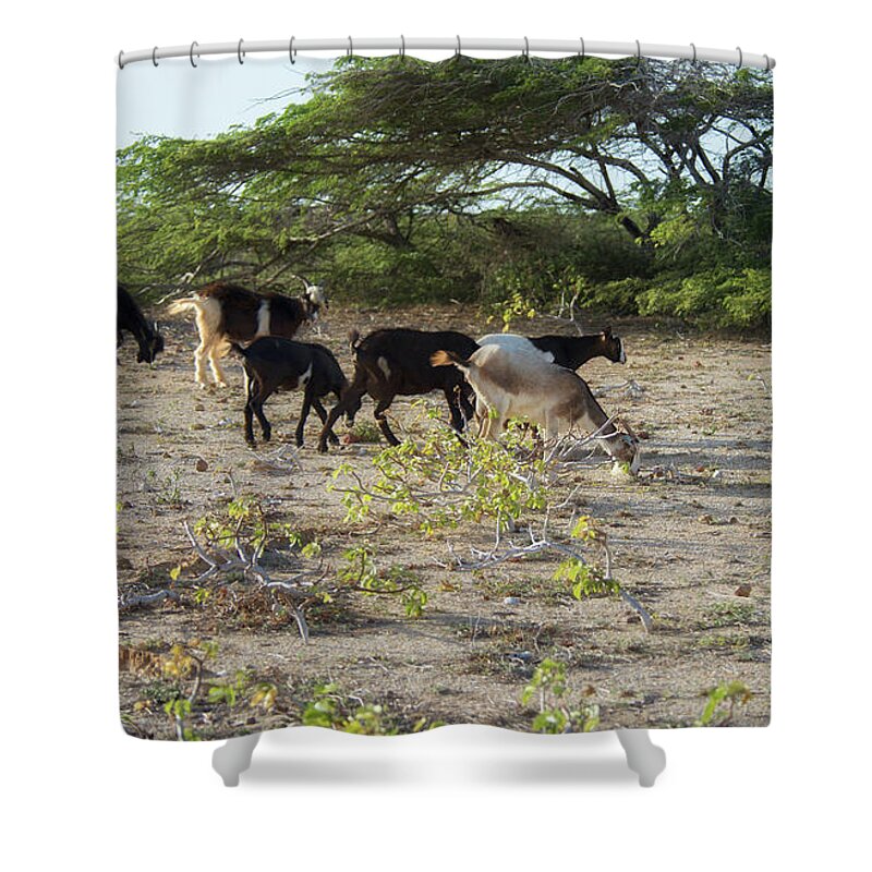Animal Shower Curtain featuring the digital art Colombia La Guajira Playa La Boquita #27 by Carol Ailles