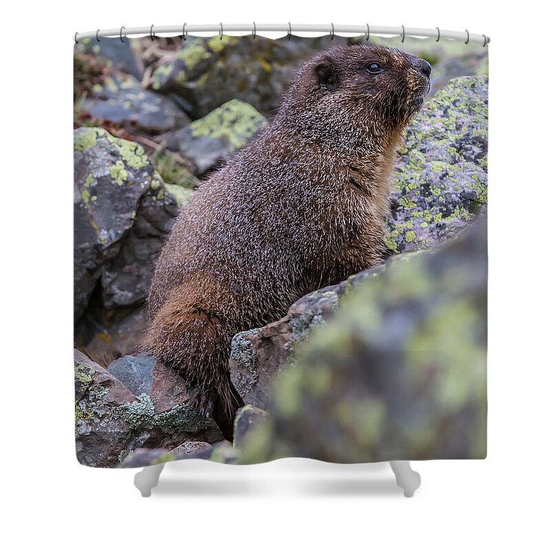 New Mexico Shower Curtain featuring the photograph New Mexico 20 by David Henningsen