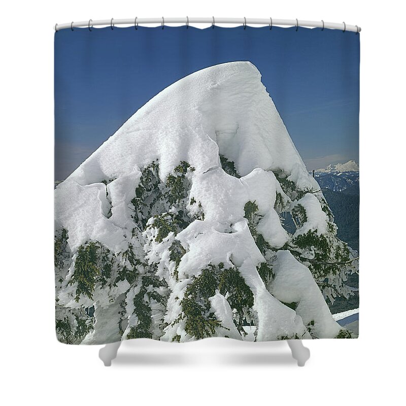 2m4413 Shower Curtain featuring the photograph 2M4413 Cornice on tree. WA by Ed Cooper Photography