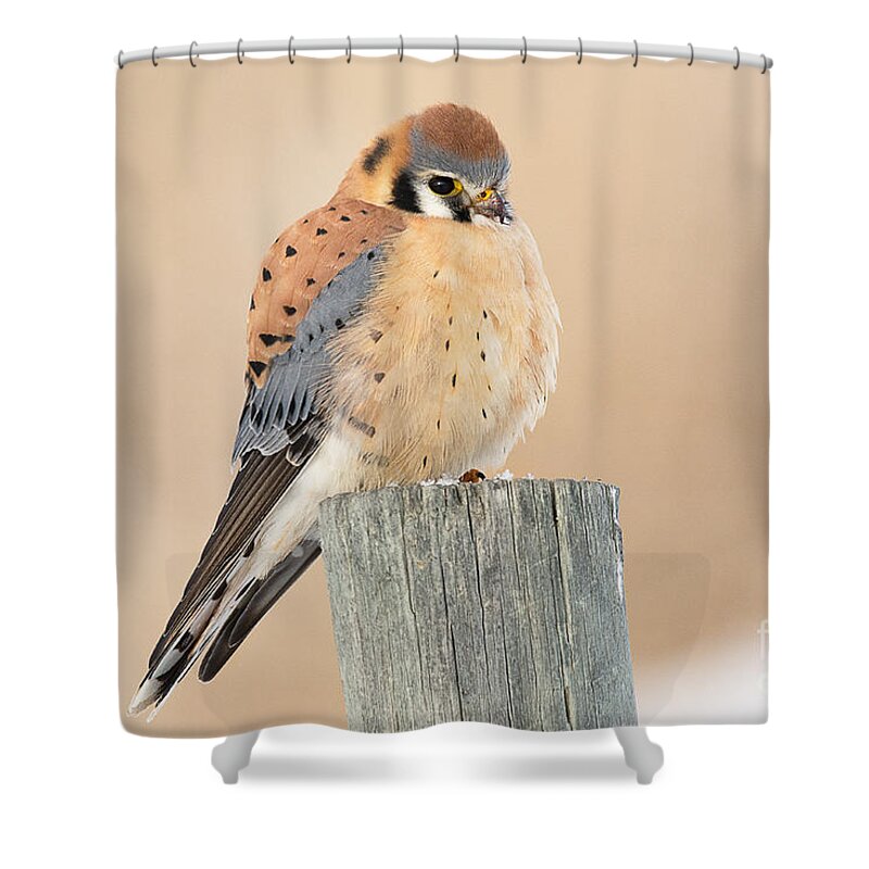 Bird Shower Curtain featuring the photograph American Kestrel #10 by Dennis Hammer