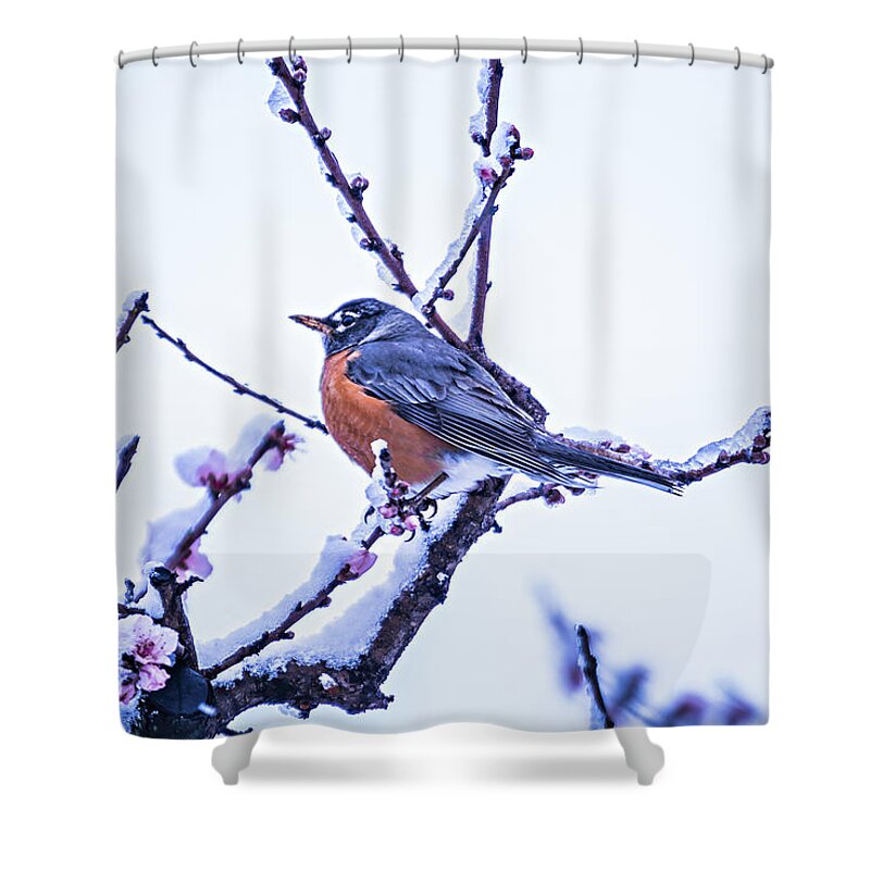 American Robin Shower Curtain featuring the photograph American Robin Perched On Blooming Peach Tree In Spring Snow #3 by Alex Grichenko