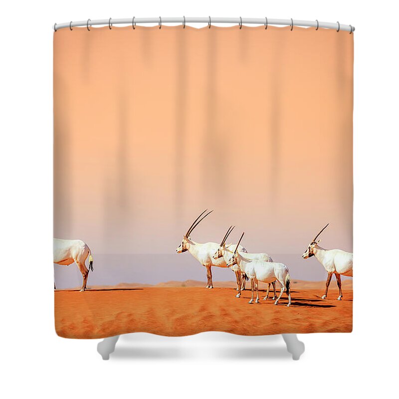 Arabian Shower Curtain featuring the photograph Arabian Oryx #3 by Alexey Stiop