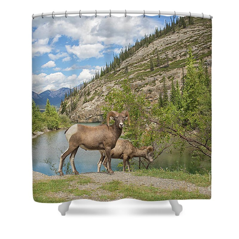 Banff Shower Curtain featuring the photograph Bighorn sheep in the Rocky Mountains by Patricia Hofmeester