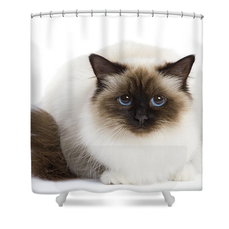 Cat Shower Curtain featuring the photograph Birman Cat #3 by Jean-Michel Labat