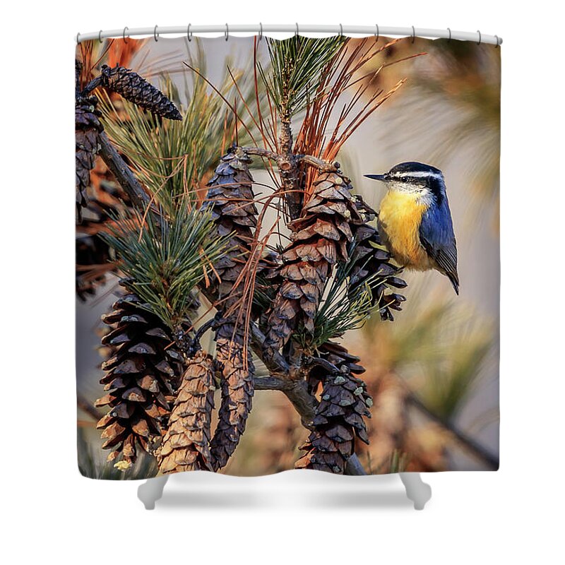 Adorable Shower Curtain featuring the photograph Black-capped Chickadee by Peter Lakomy