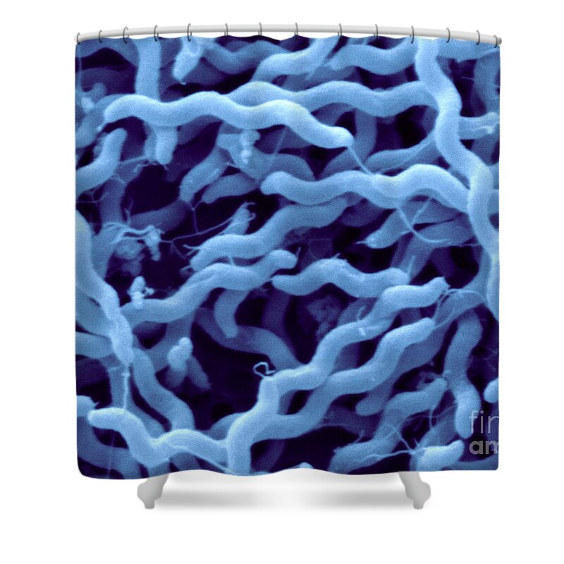 Campylobacter Jejuni Shower Curtain featuring the photograph Campylobacter Jejuni #3 by Scimat