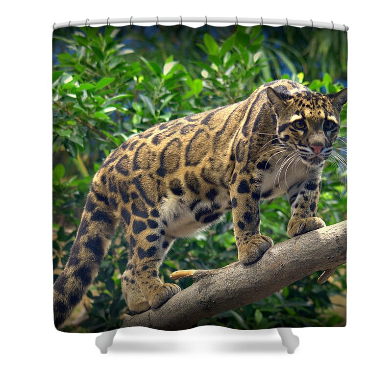 Cat Shower Curtain featuring the photograph Clouded Leopard Neofelis nebulosa #3 by Nathan Abbott