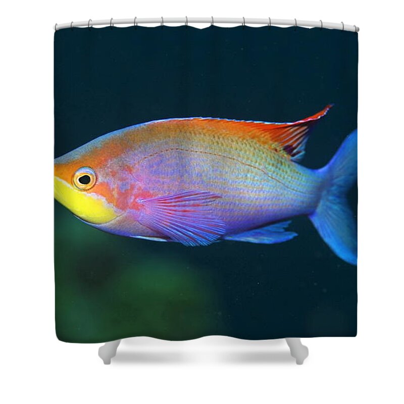 Fish Shower Curtain featuring the digital art Fish #3 by Maye Loeser