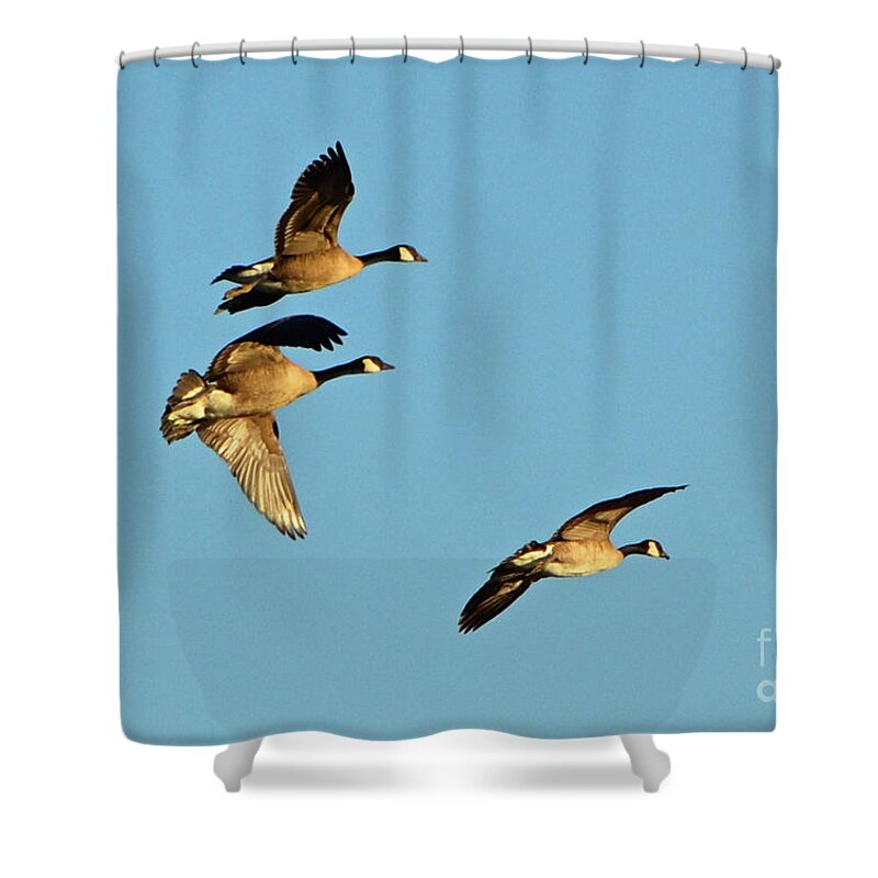 3 Geese Shower Curtain featuring the photograph 3 Geese in Flight by Cindy Schneider