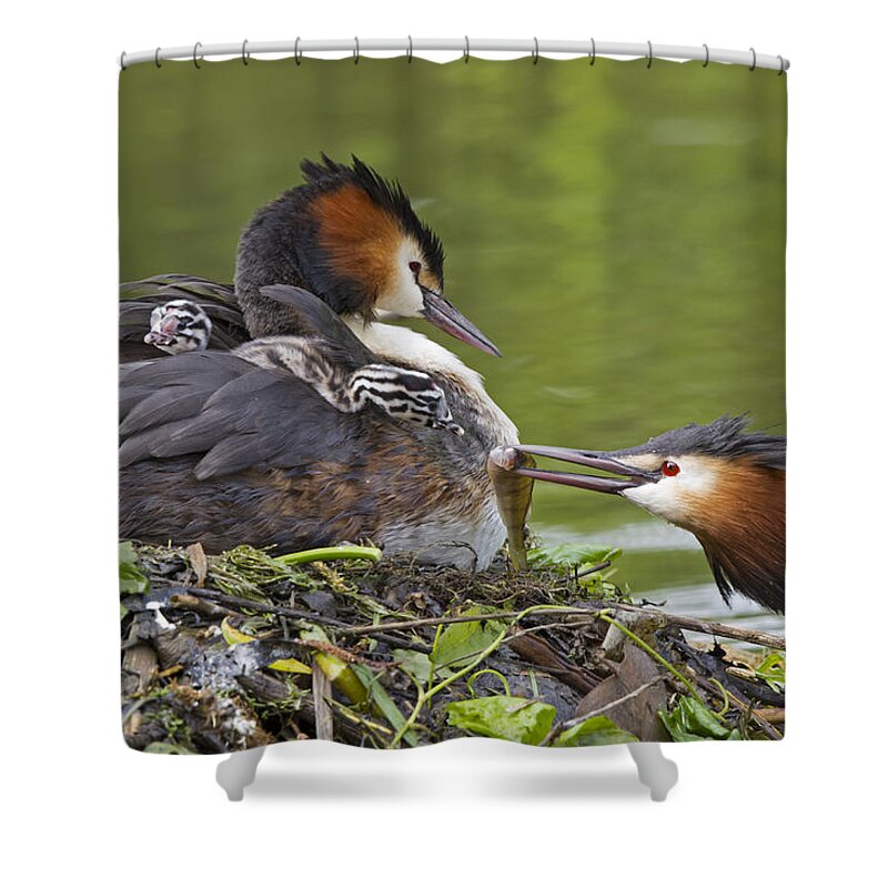 Flpa Shower Curtain featuring the photograph Great Crested Grebes Feeding Chick #3 by Dickie Duckett