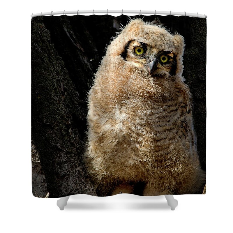 Great Horned Owl Shower Curtain featuring the photograph Great Horned Owlet #3 by Dawn Key