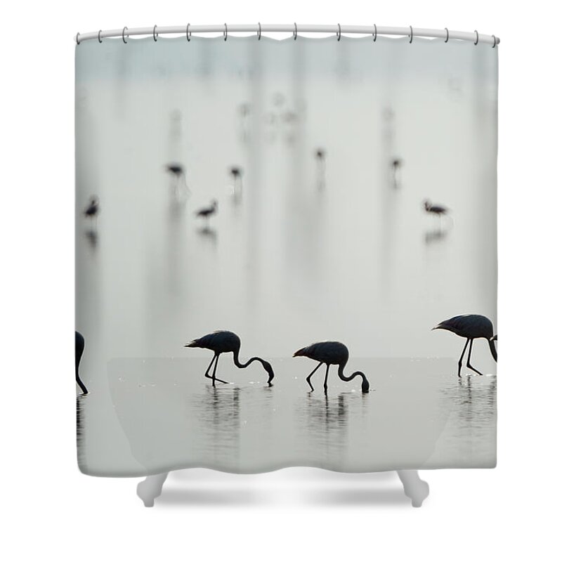 Greater Flamingos Shower Curtains