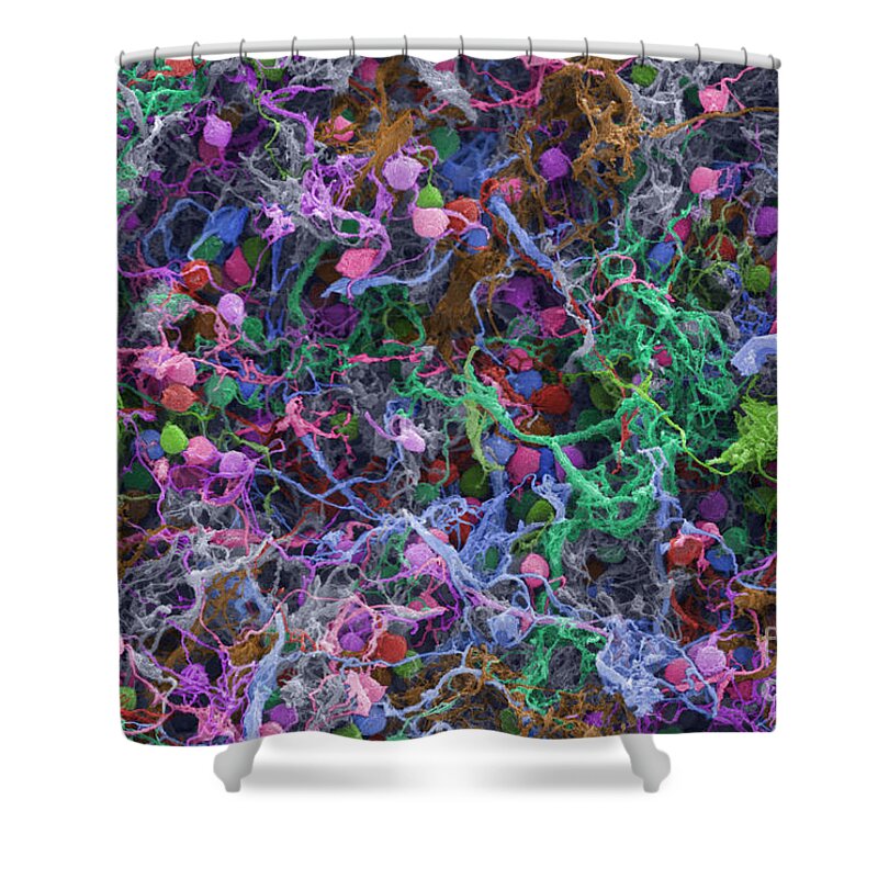 Neuron Shower Curtain featuring the photograph Human Brain Cells, Sem #3 by Ted Kinsman