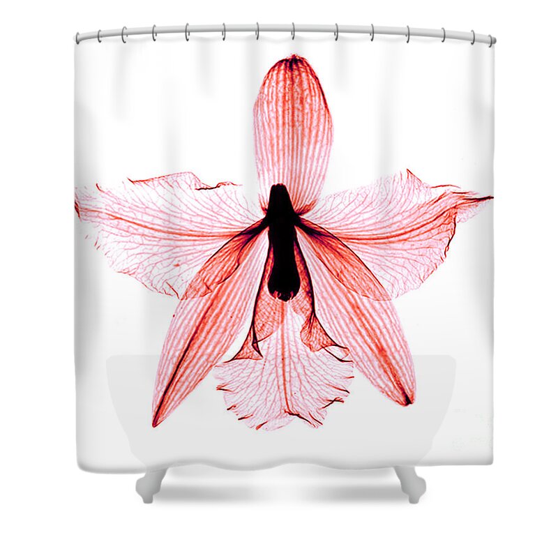 Nature Shower Curtain featuring the photograph Orchid Flower X-Ray #3 by Bert Myers