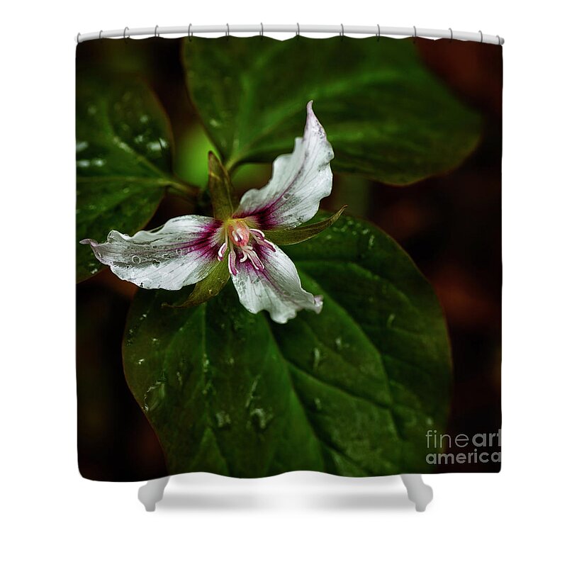 Painted Trillium Shower Curtain featuring the photograph Painted Trillium #3 by Thomas R Fletcher