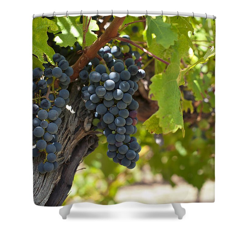 Agriculture Shower Curtain featuring the photograph Red vines #3 by U Schade