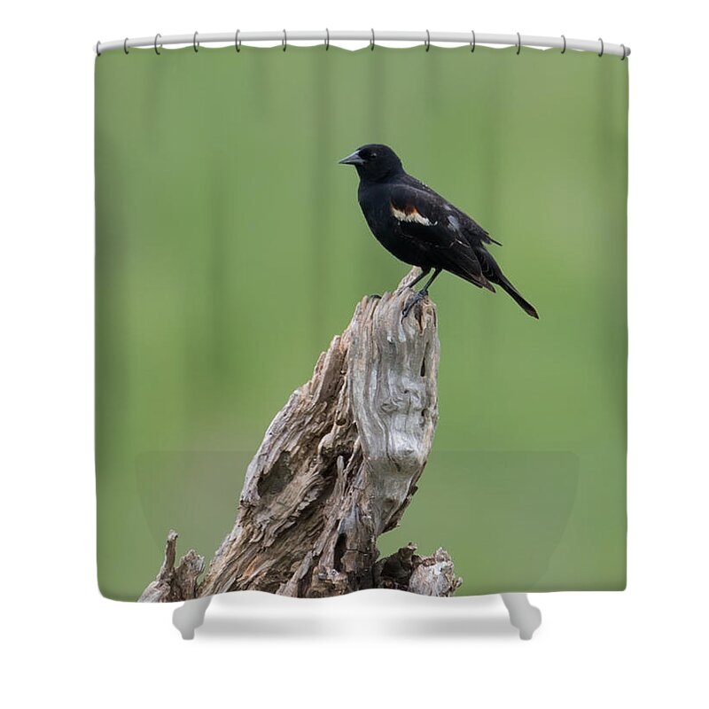 Red-winged Blackbird Shower Curtain featuring the photograph Red-Winged Blackbird #3 by Holden The Moment