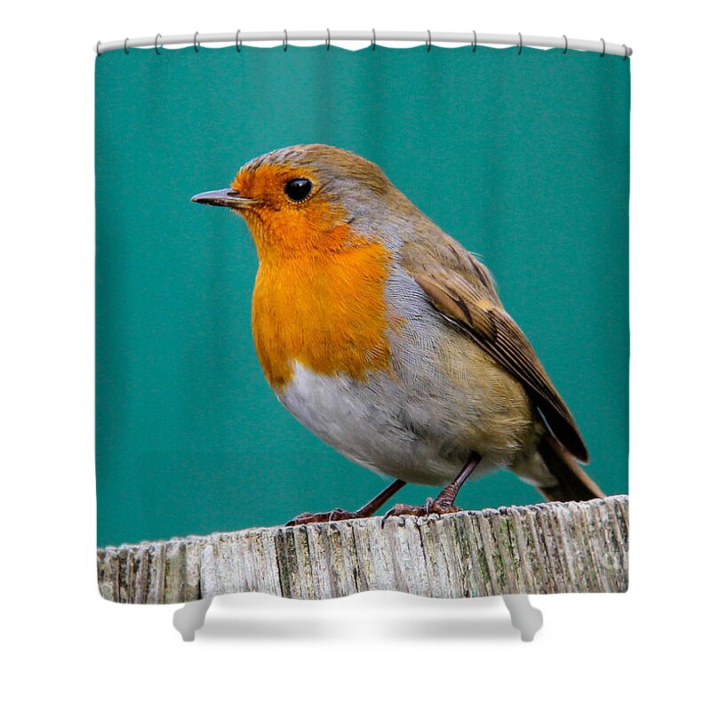 Robin Shower Curtain featuring the photograph Robin #1 by SnapHound Photography