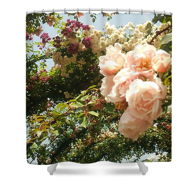 #flower#flowerloversdaily#flowerlover#green#flowerlovers#floral#rosa#pink#rose#petal#plant#blossom#photooftheday#floweroftheday#webstagram#naturestagram#flowerstagram#naturelover#naturelovers#naturehippys#naturehippy#flowers#yokohama#japan#kn#΂#o##l#{ Shower Curtain featuring the photograph Rose #3 by Tomoko Takigawa