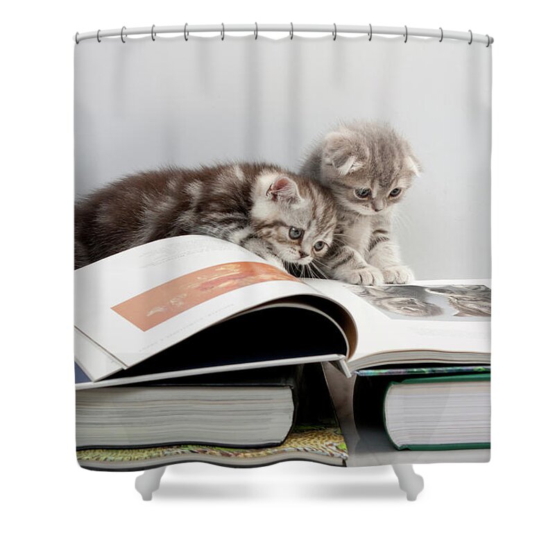 Scottish Fold Cats Shower Curtain featuring the photograph Scottish Fold cats #2 by Evgeniy Lankin
