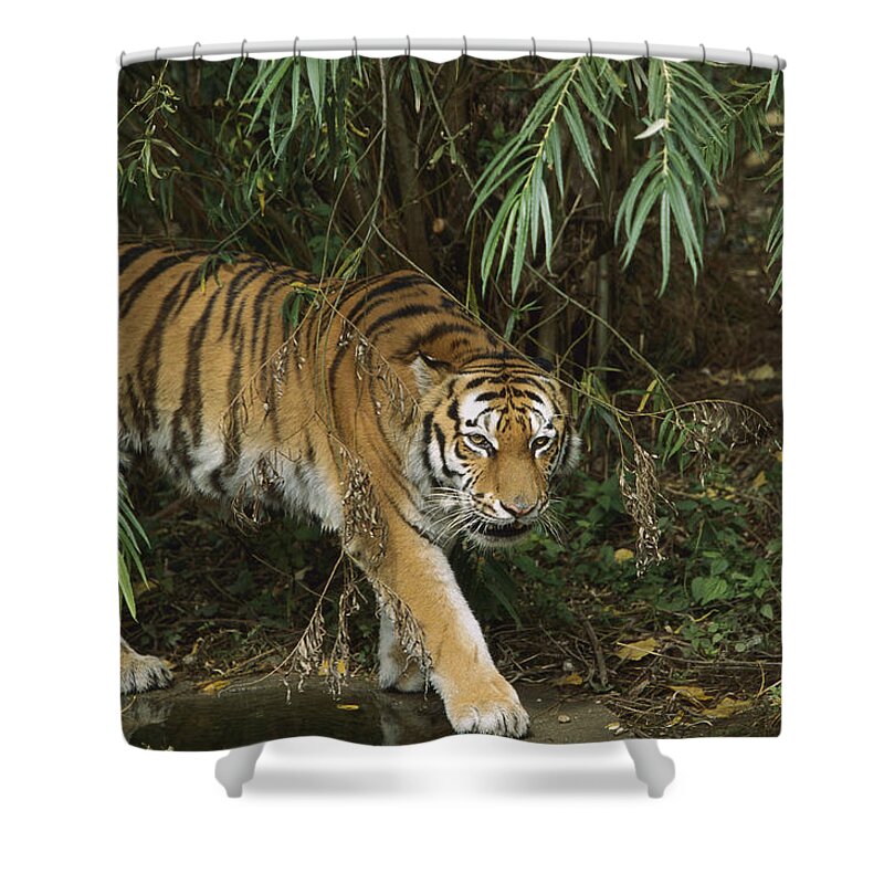 Mp Shower Curtain featuring the photograph Siberian Tiger Panthera Tigris Altaica #3 by Konrad Wothe