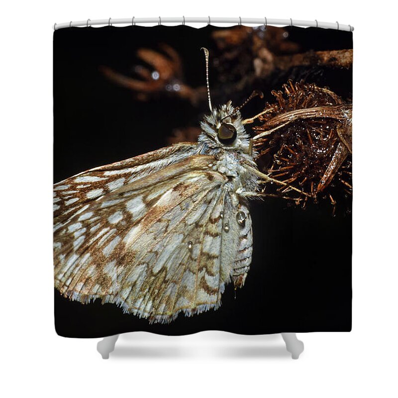 Photograph Shower Curtain featuring the photograph Skipper #3 by Larah McElroy