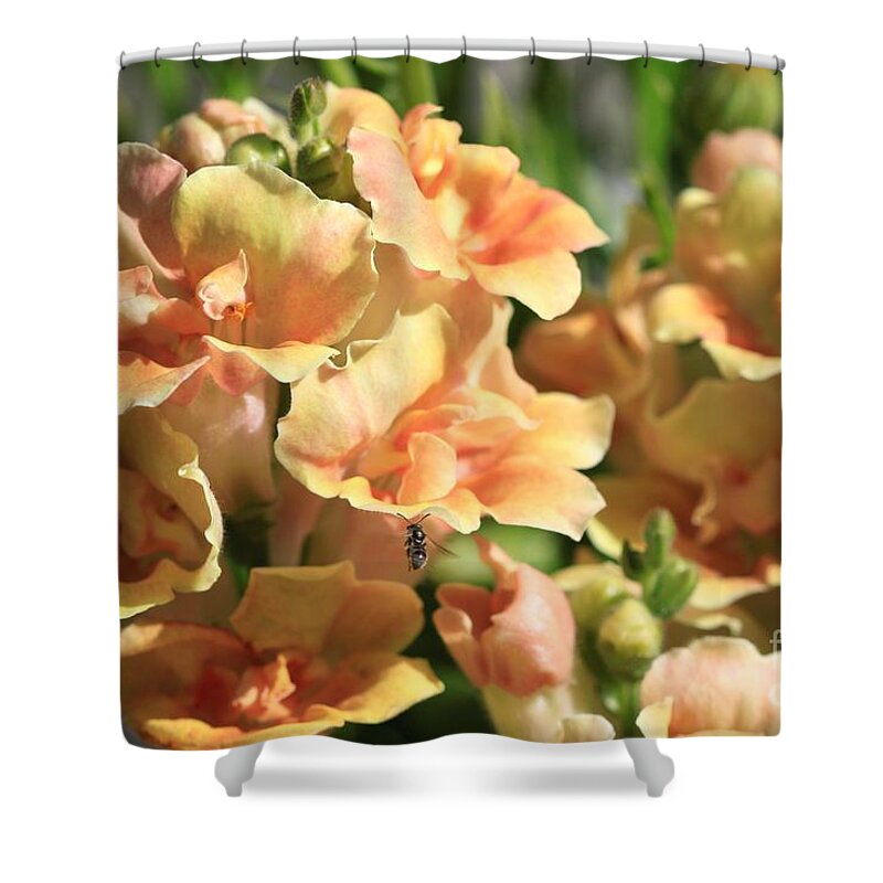 Mccombie Shower Curtain featuring the photograph Snapdragon named Twinny Peach #2 by J McCombie