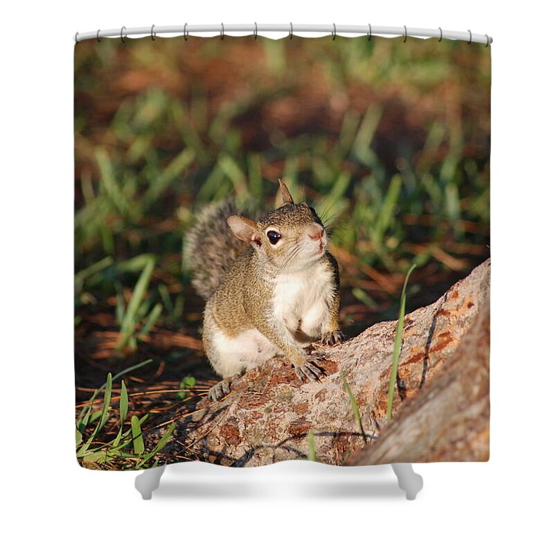 Squirell Shower Curtain featuring the photograph 3- Squirrel by Joseph Keane