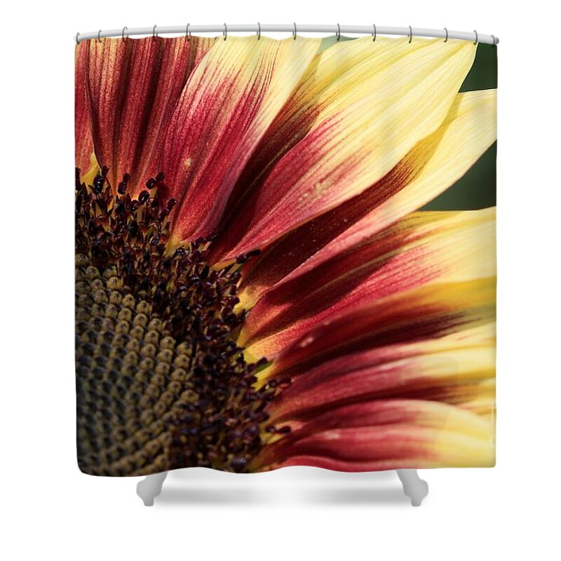 Mccombie Shower Curtain featuring the photograph Sunflower named Ruby Eclipse #3 by J McCombie