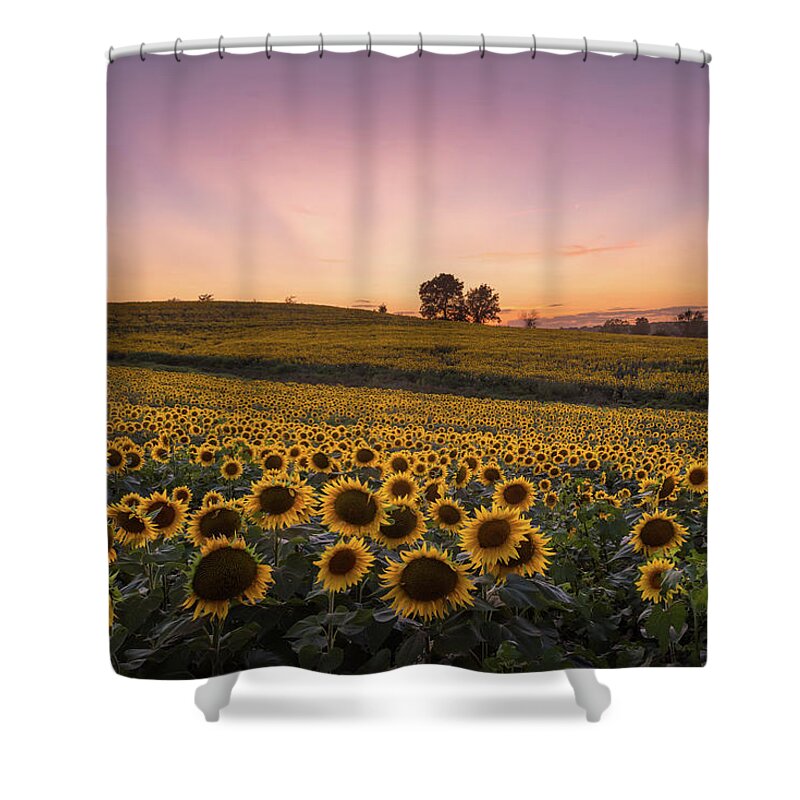 Sunflower Shower Curtain featuring the photograph Sunflowers in Pink #3 by Ryan Heffron