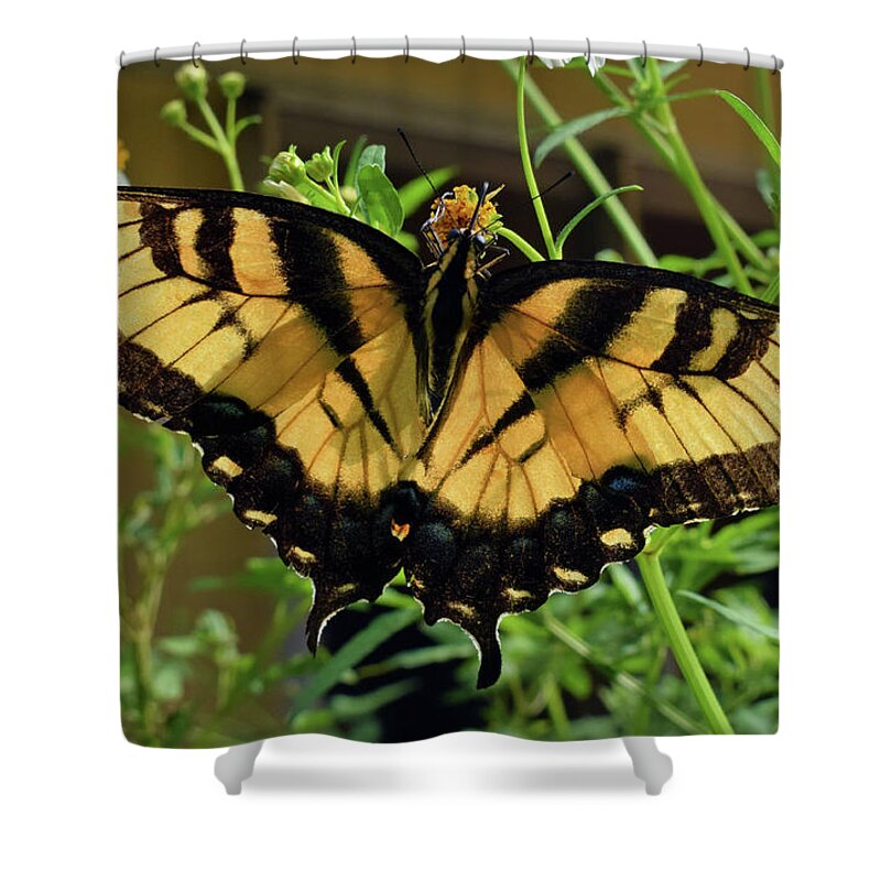Photograph Shower Curtain featuring the photograph Tiger Swallowtail #3 by Larah McElroy