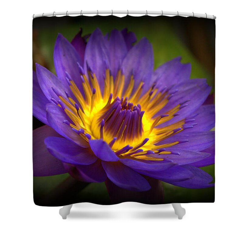 Flower Shower Curtain featuring the photograph Waterlily Flower #3 by Nathan Abbott