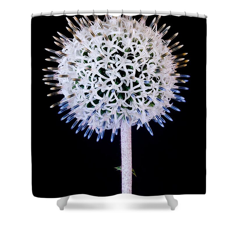 Alium Shower Curtain featuring the photograph White Alium Onion flower #3 by Colin Rayner
