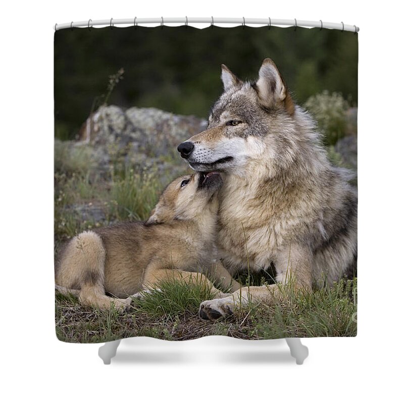 Gray Wolf Shower Curtain featuring the photograph Wolf Cub Begging For Food #3 by Jean-Louis Klein & Marie-Luce Hubert