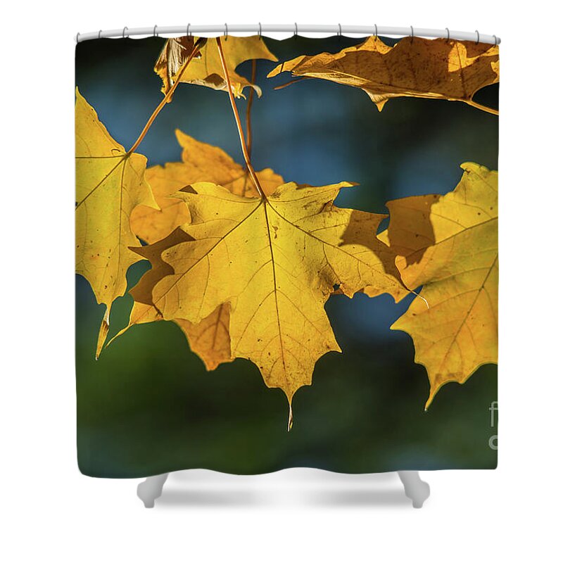 Cheryl Baxter Photography Shower Curtain featuring the photograph 3 Yellow Maple Leaves by Cheryl Baxter