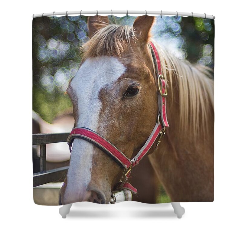 Horse Shower Curtain featuring the photograph Horse #31 by Mariel Mcmeeking