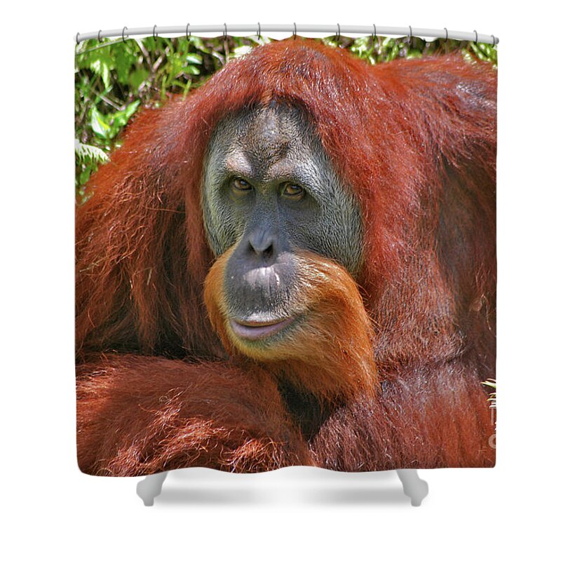 Bonnie Shower Curtain featuring the photograph 31- Orangutan by Joseph Keane