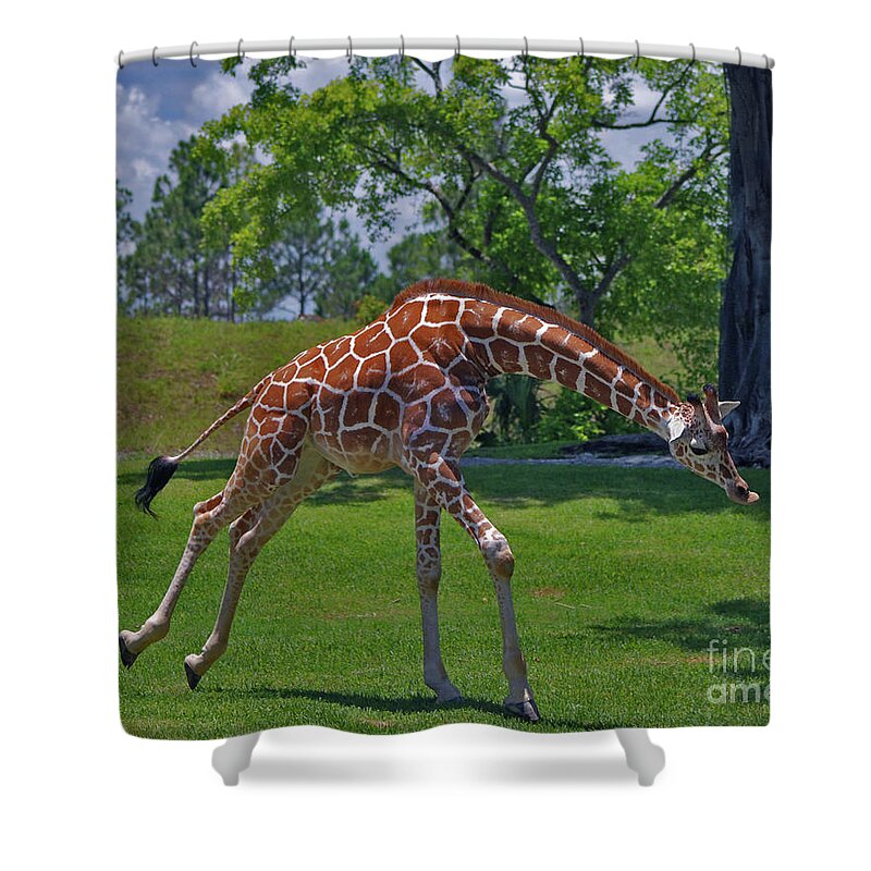 Wildlife Shower Curtain featuring the photograph 32- Junior by Joseph Keane
