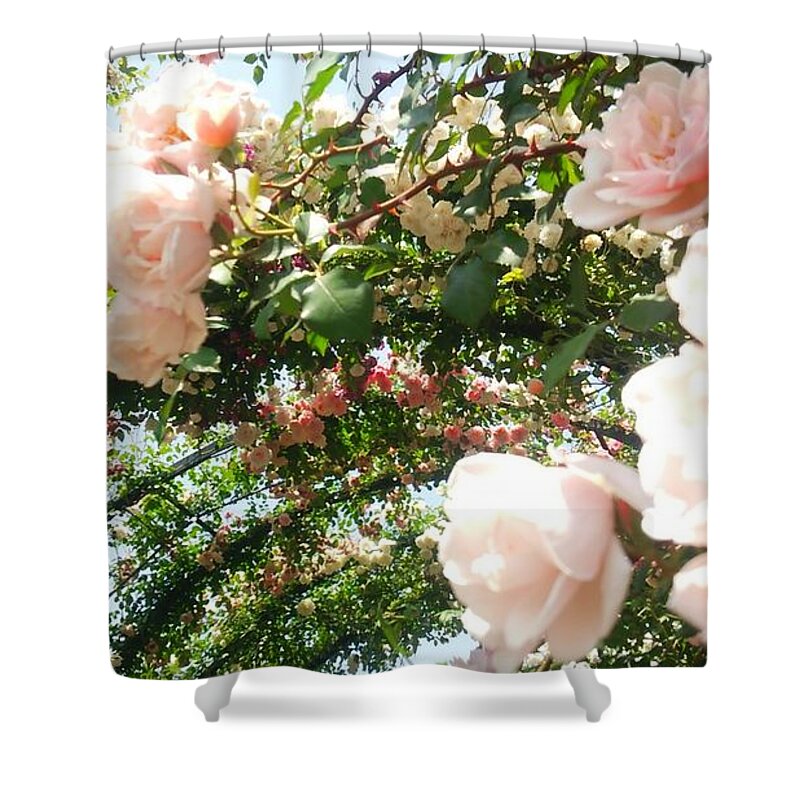 #flower#flowerloversdaily#flowerlover#green#flowerlovers#floral#rosa#pink#rose#petal#plant#blossom#photooftheday#floweroftheday#webstagram#naturestagram#flowerstagram#naturelover#naturelovers#naturehippys#naturehippy#flowers#yokohama#japan#kn#΂#o##l#{ Shower Curtain featuring the photograph Rose #32 by Tomoko Takigawa