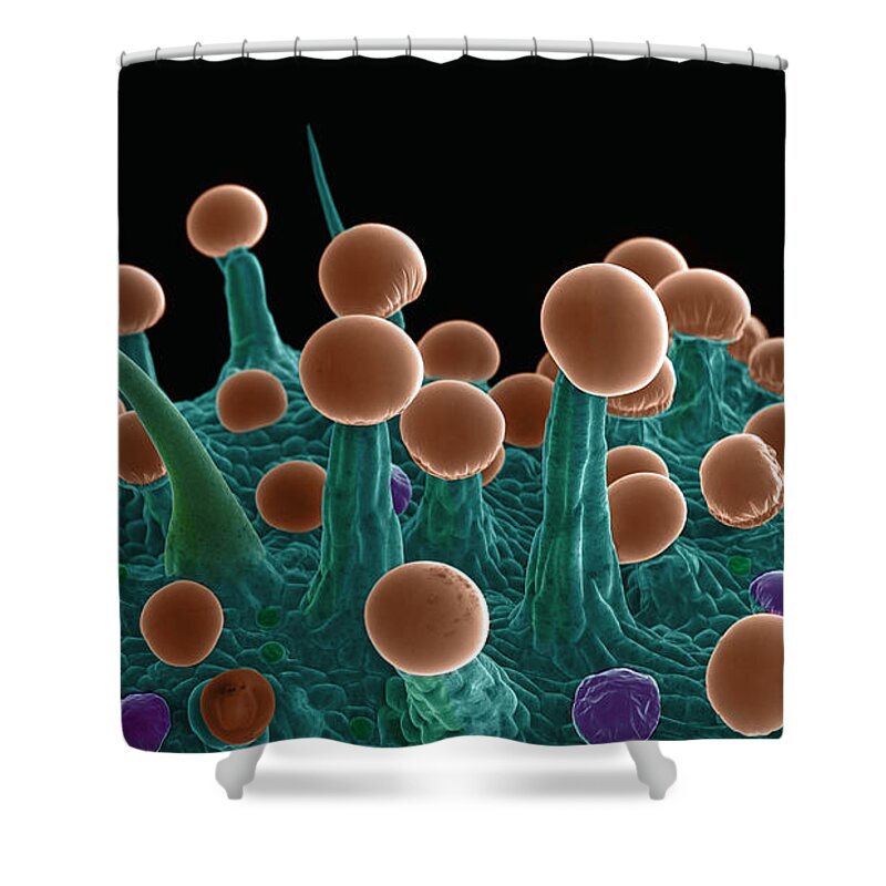 Biological Shower Curtain featuring the photograph Cannabis Trichomes, SEM #33 by Ted Kinsman