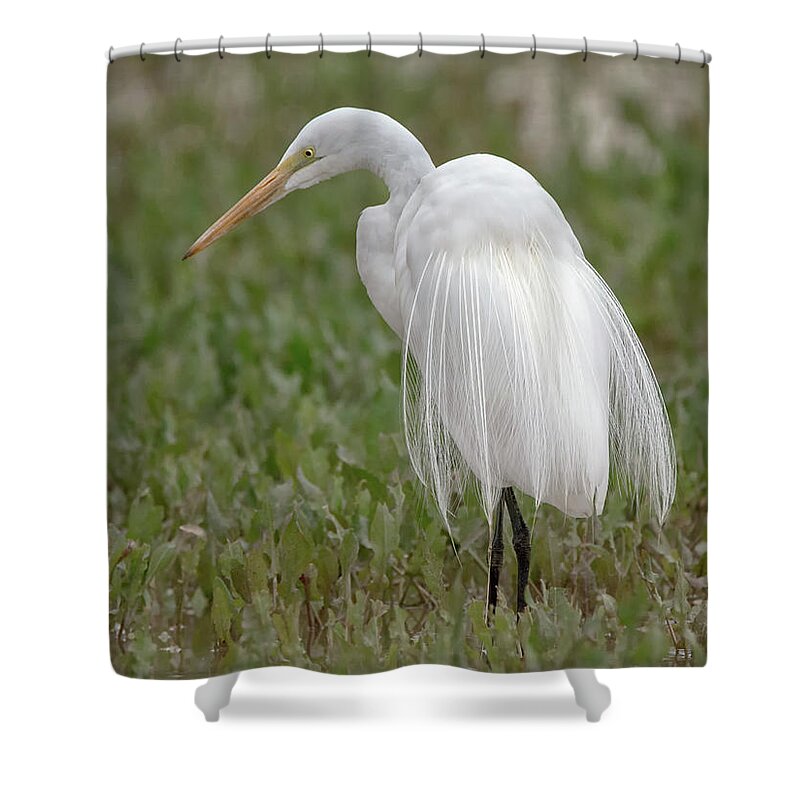 Great Shower Curtain featuring the photograph Great Egret #36 by Tam Ryan