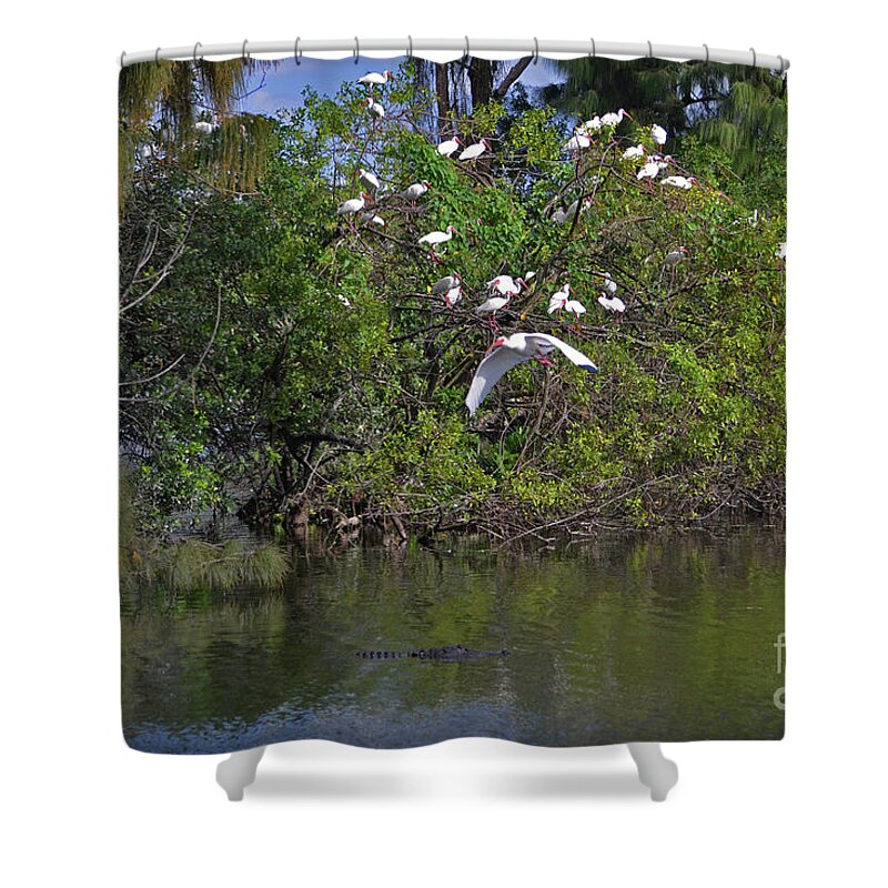  Ibis Shower Curtain featuring the photograph 38- Alligator and Ibis by Joseph Keane